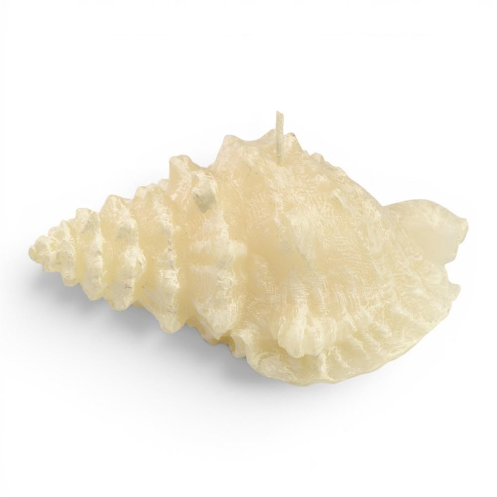 CONCHIGLIA CERA CM14X8X6.5 64